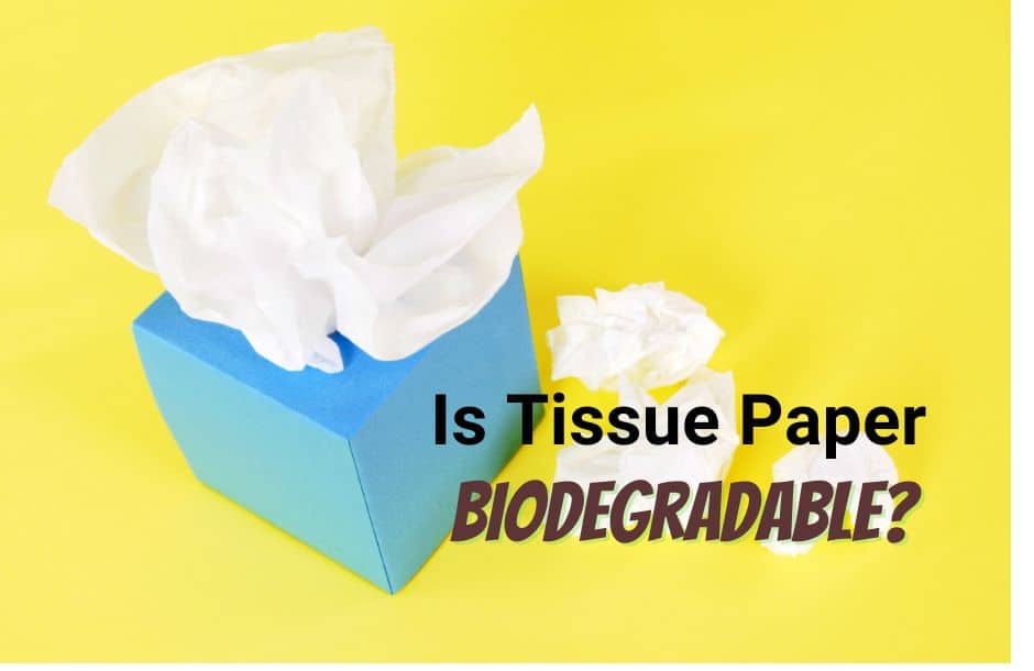 Is Tissue Paper Biodegradable