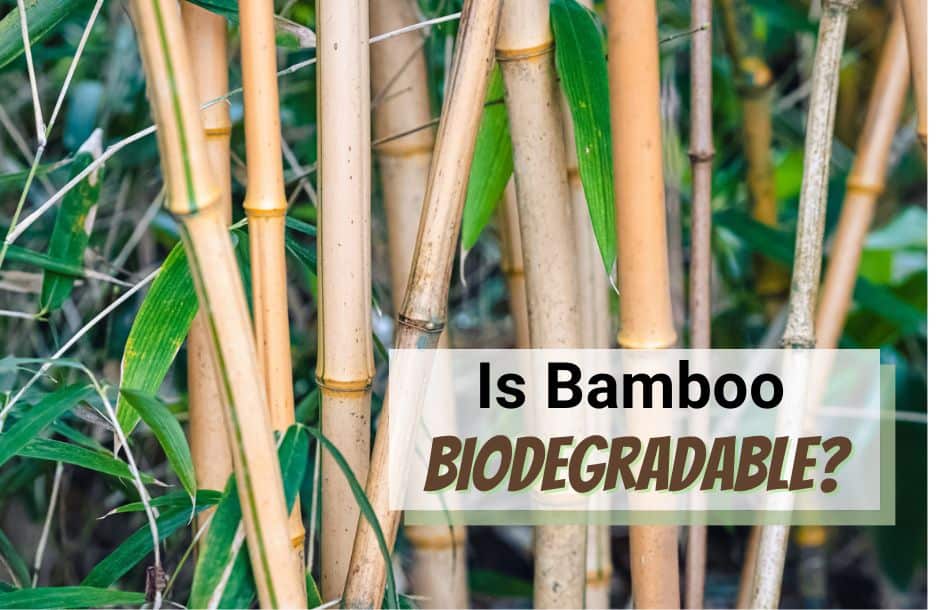 Is bamboo biodegradable