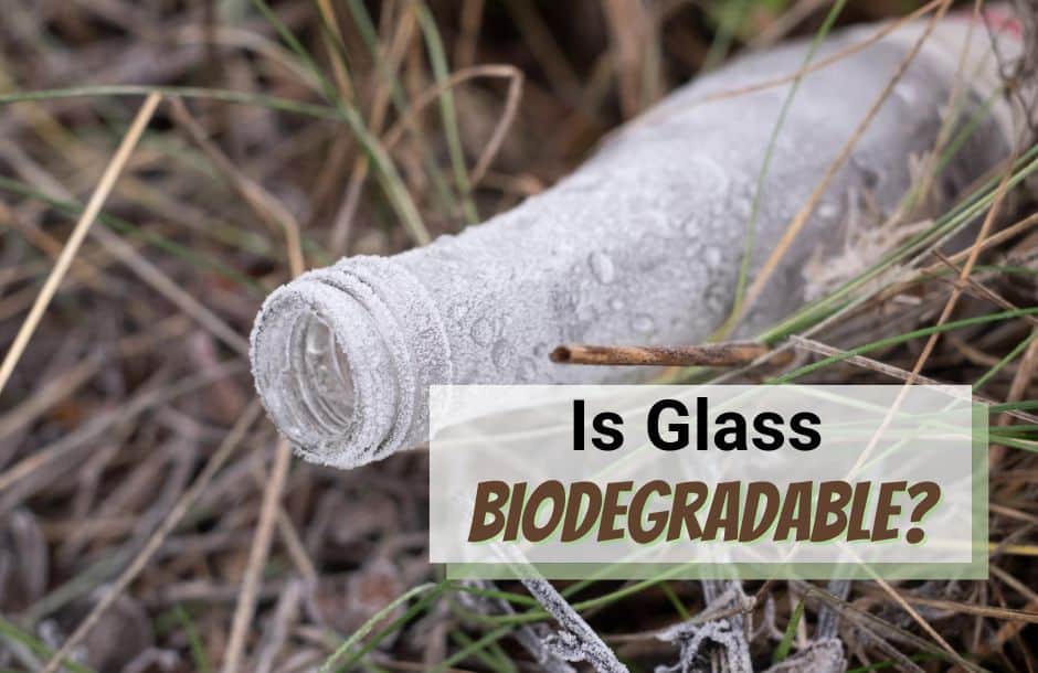 Is glass biodegradable