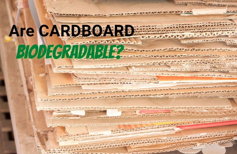 is cardboard biodegradable