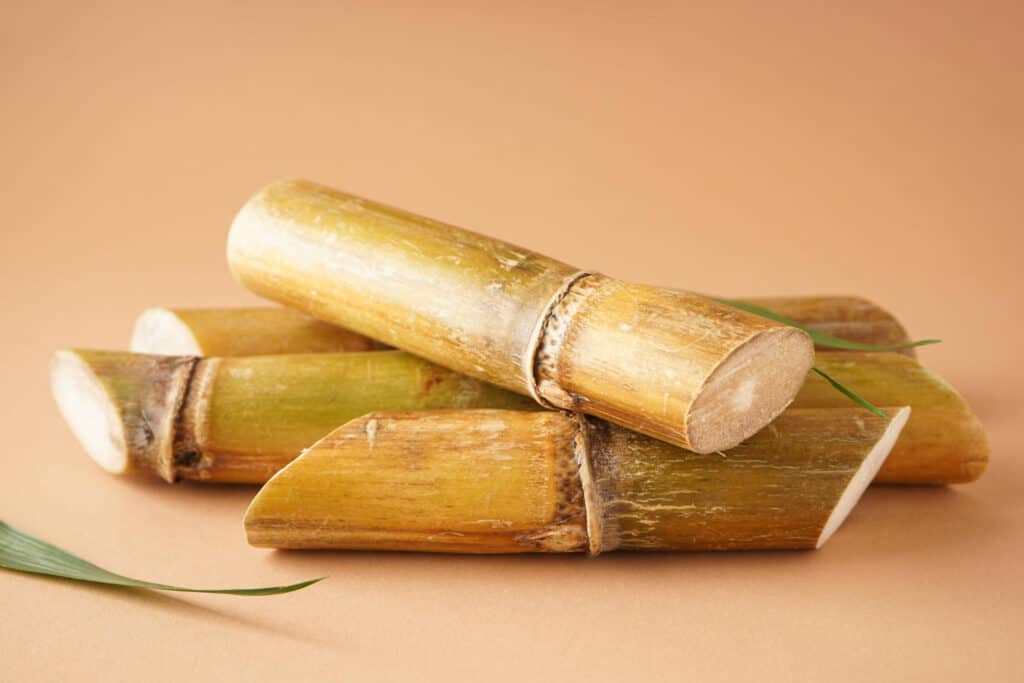 sugarcane paper